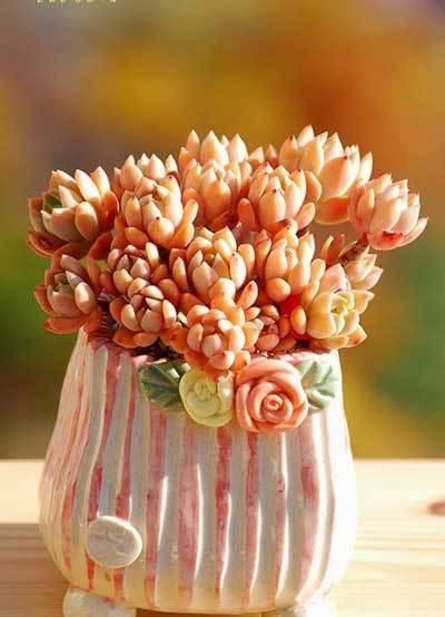 普货多肉马库斯,皮实健壮爱爆头,掌握4个要点,长成漂亮老桩