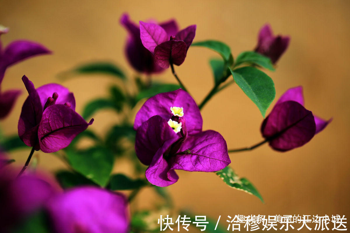 枝头|三角梅不开花,控制好浇水,一年四季开花不断,花开爆满枝头