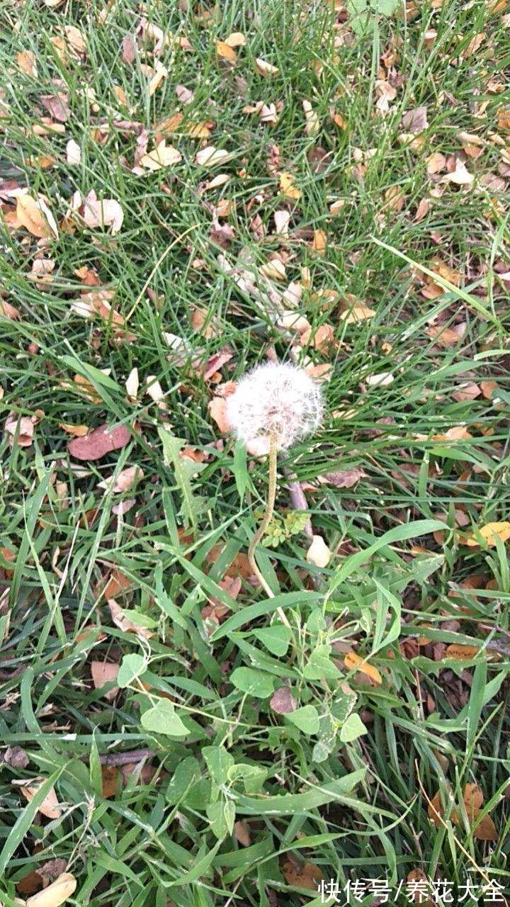 图鉴|100种常见花图鉴，图文并茂非常详细，收藏起来慢慢看