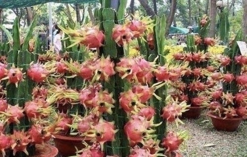 火龙果|胡大妈在家种“果树”，6个月长成“小盆景”，3年结出20个果，值