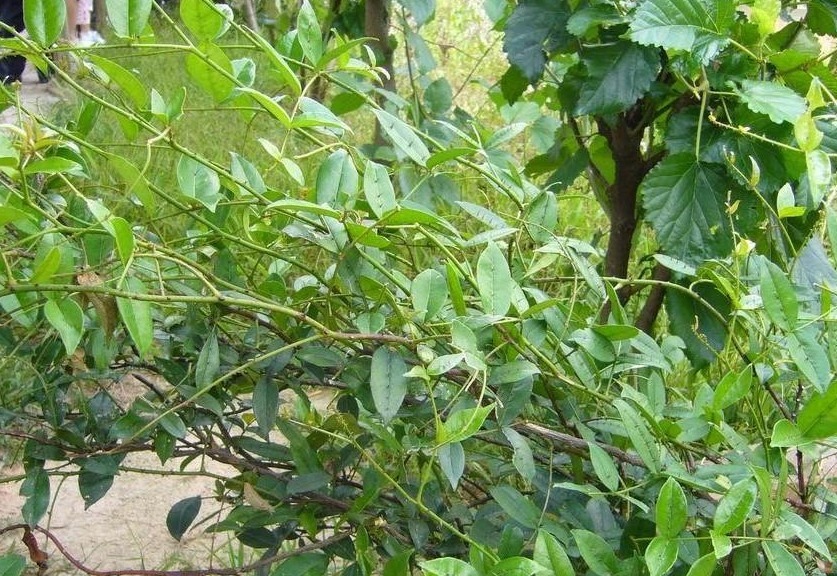 喉咙|农村常见的五龙爪，以下植物的药用价值很高，你食用过么