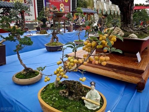 观果盆景金弹子，嫁接的雌雄枝，挂果已经开始慢慢变红了