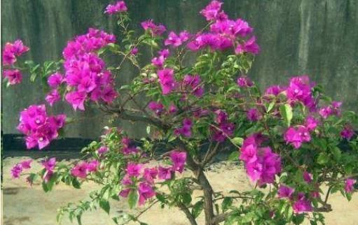 三角梅不开花把这水浇“2勺”,不要太多一点就好,花朵溢出盆