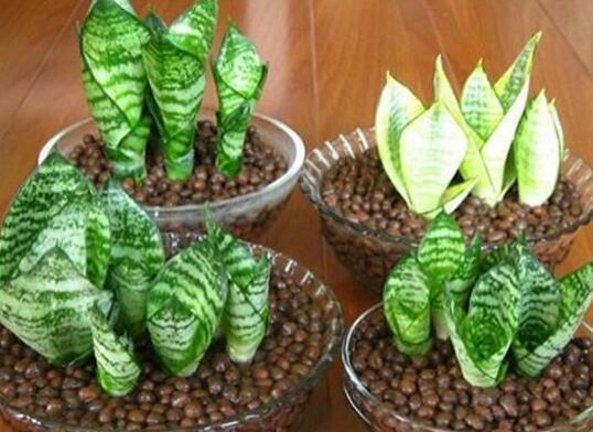 养虎皮兰、长寿花，2种水蘸一下，半个月生根发芽，送人都送不完