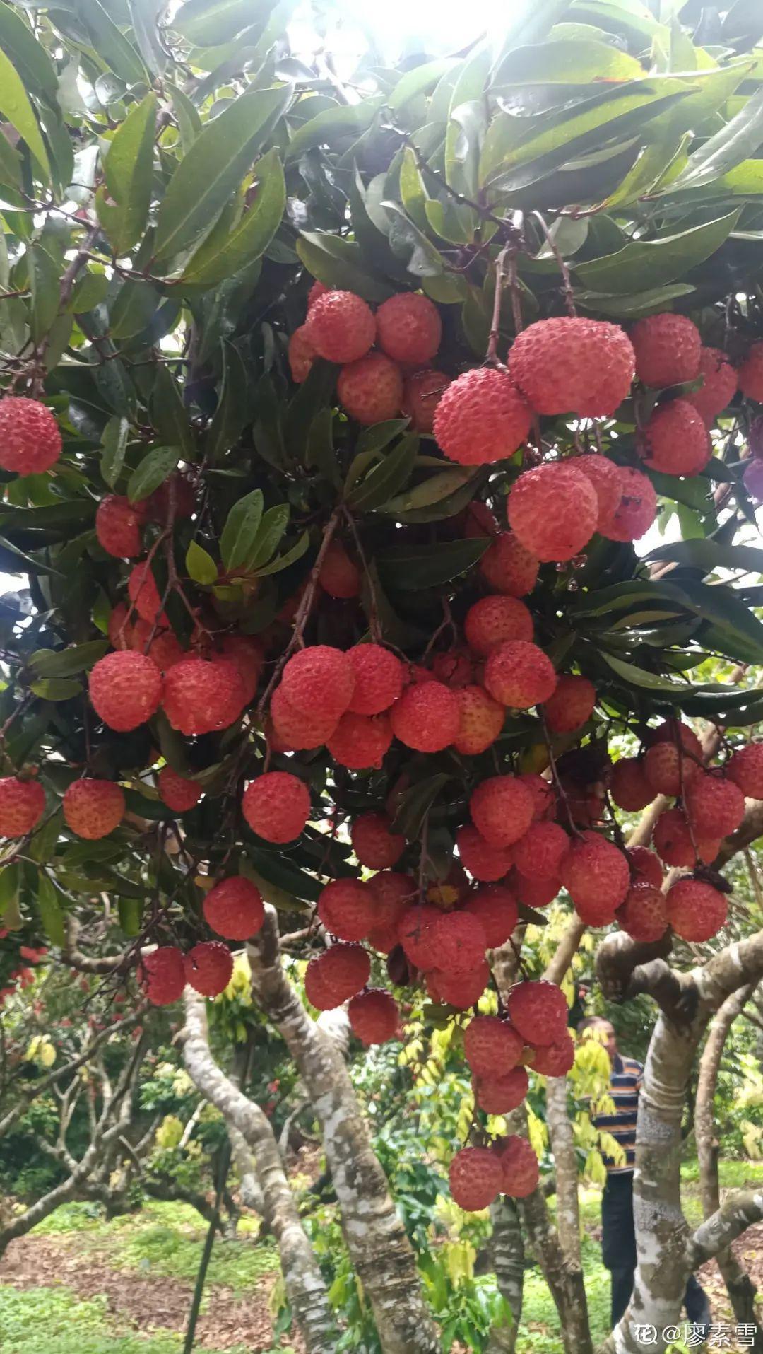 玉米棒子插盆里,7天冒出小森林,比绿萝吊兰好看