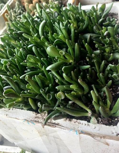 多肉吸财树发蔫怎么办？