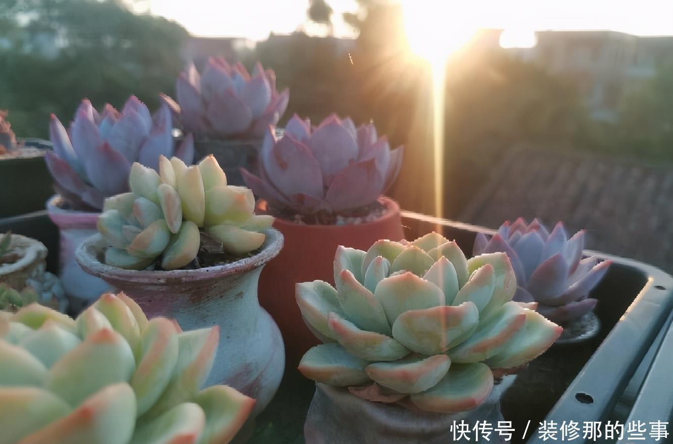 玄月|多肉可以晒太阳吗?注意2点,越晒颜色越好看,顺利出状态