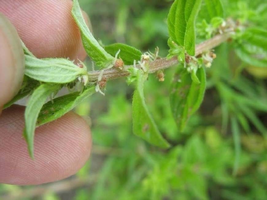 中华本草|农村一奇特野草,根似人参,用来炖肉有奇效,曾是穷苦人的救命草