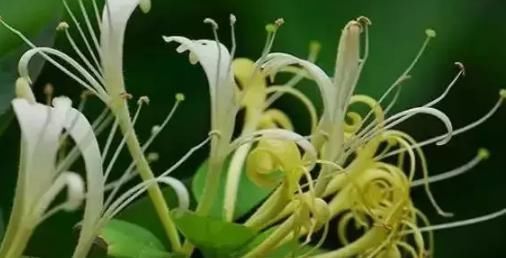 金银花|黄芪补气功效第一，与以下4样搭配百病消退，3种人千万碰不得