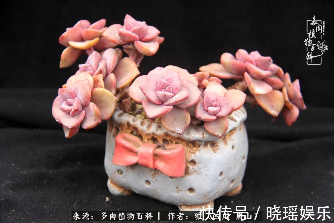 万圣节|养多肉六年,从痴迷到佛系,世事漫随流水,唯有喜爱永恒!