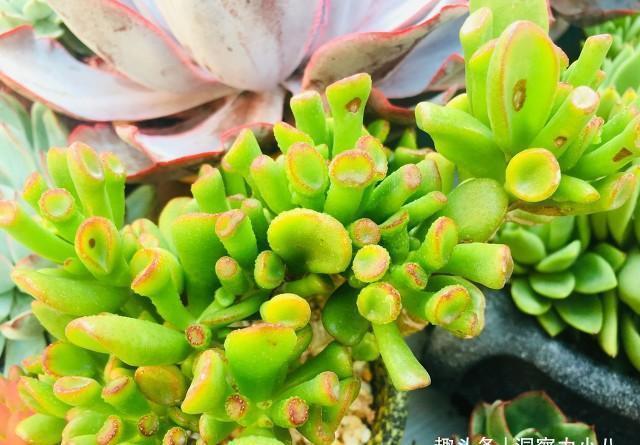 多肉植物|3种“不起眼”的多肉,原本无人问津,后期成网红抢手货,抢着要