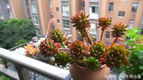 症状|多肉出现5个症状,说明根系出问题,需及时换盆!