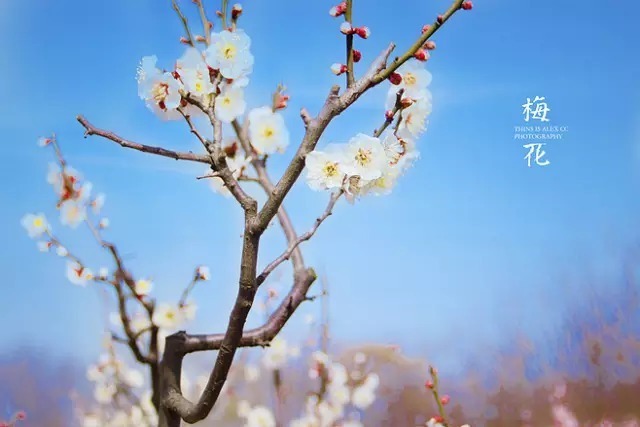 中国十大名花欣赏,美极了!
