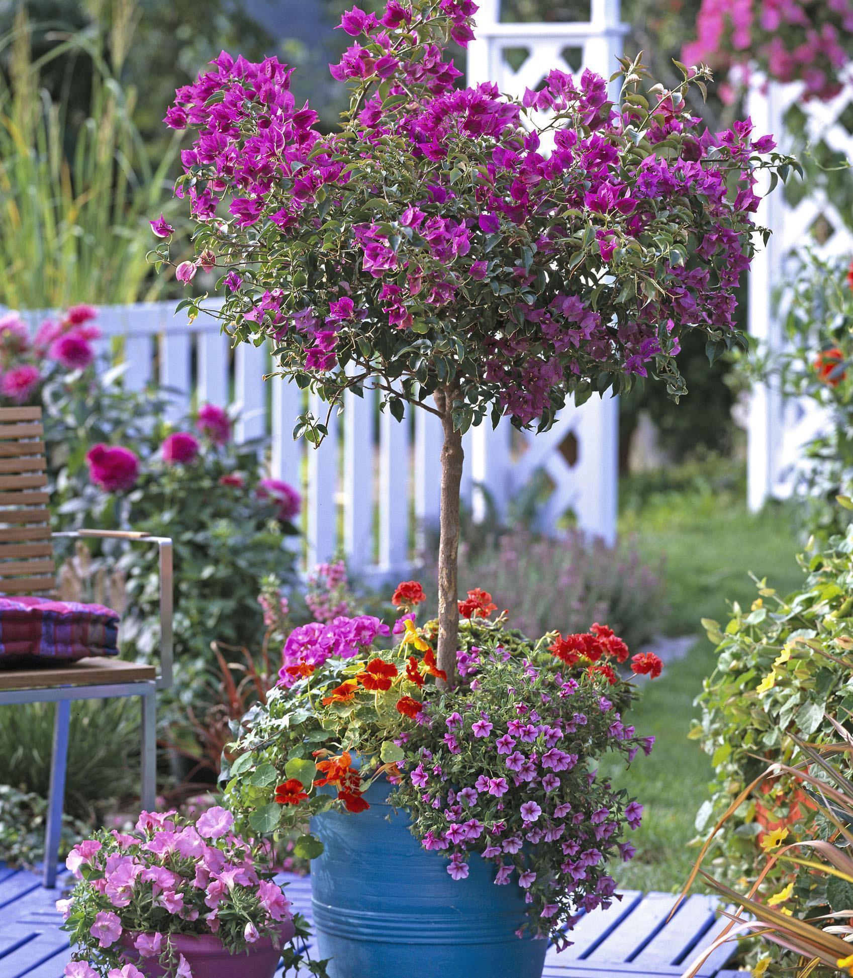 营养生长|养三角梅,“撸光叶子”虐着养,25天后,又是一个“盛花期”