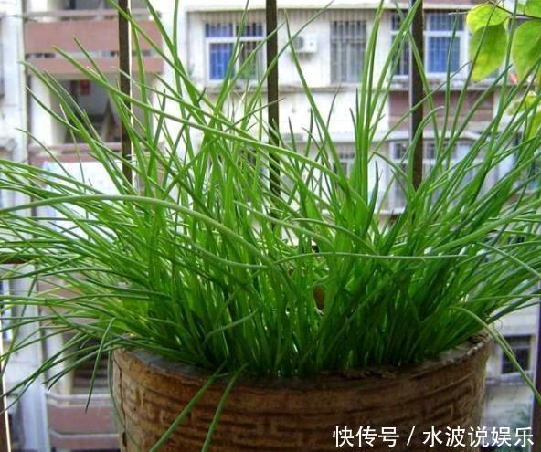 春天养花,不如在冬天种菜,撒一把菜籽,不到1个月就能收割