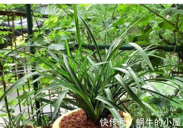 危机感|养兰花，不能太“娇惯”，像这样给它点“危机感”，开花香又多