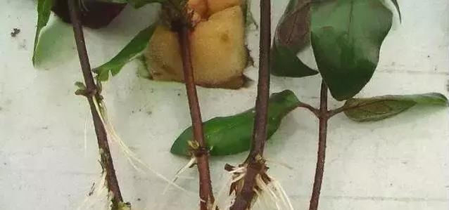 这几种“小药片”可别扔了,放水里搅一搅,促生根开花还能防烂根