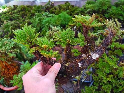 观赏价值|谁上山遇到万岁草，也别忽视，记得拔1棵带回家，好处很多