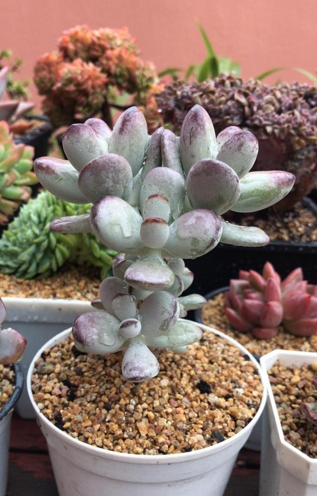 羞红|秋风轻吻,多肉,羞红了脸颊