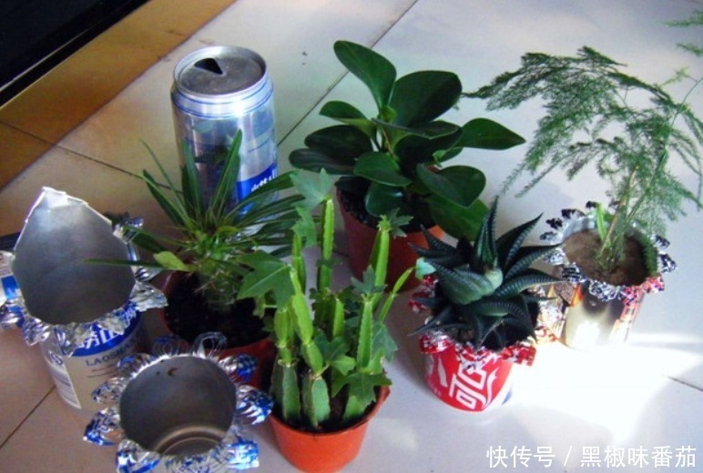 别把铁罐子扔了、卖了，钻孔养花，植物长得好，越看越讨喜