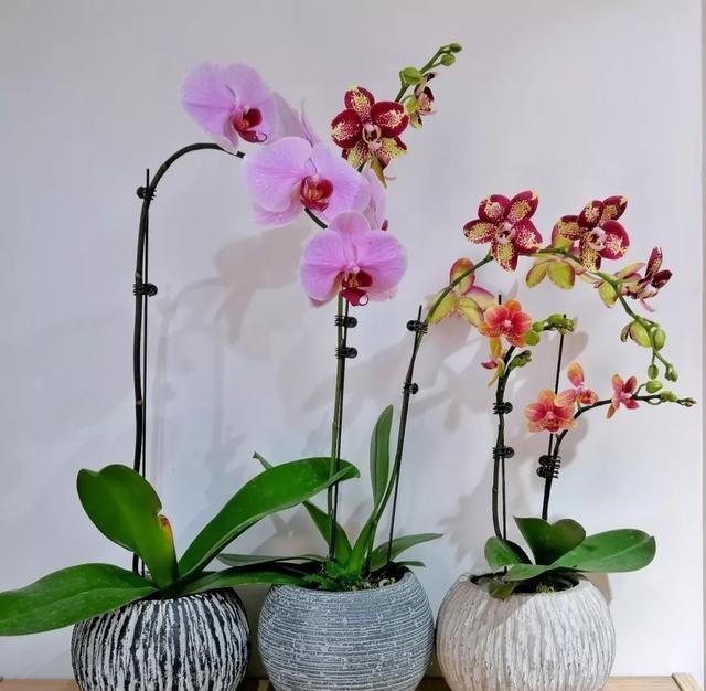 花旦|如何挑选年宵“花旦”蝴蝶兰?教你4个实用小技巧,一学就会