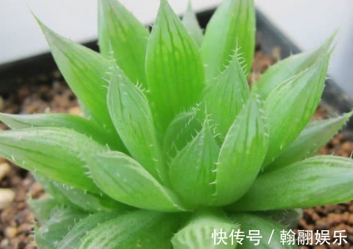 多肉三角琉璃莲怎么养教你3个小妙招,养出最饱满的三角琉璃莲