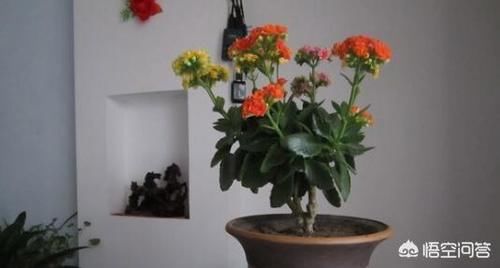 仙人掌嫁接长寿花，怎么才能成活？