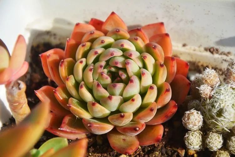 面朝大海的多肉们,在四季变迁中生生不息!