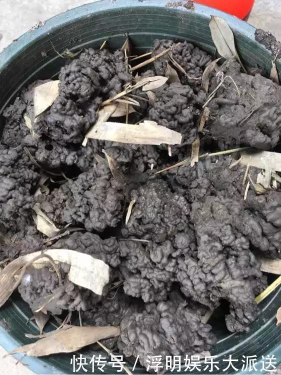 花友|淘米水啤酒水,真不如这种水,养花一绝,浇一盆旺一盆