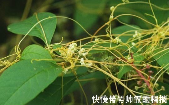 菟丝子|菟丝子作为一种中药材，功效作用竟然有十多种不止！在乡下到处有