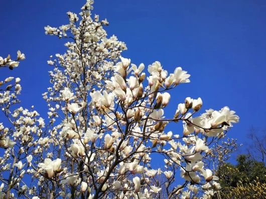 普陀公园的“市花”都开啦！一起来赏花花