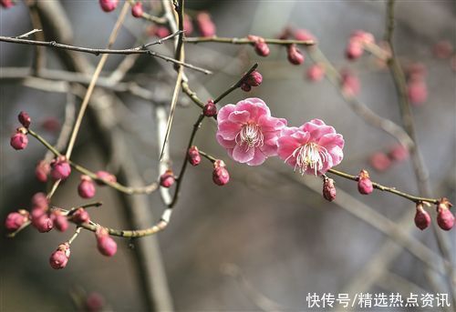 徐州：红梅花儿开 彭城处处春