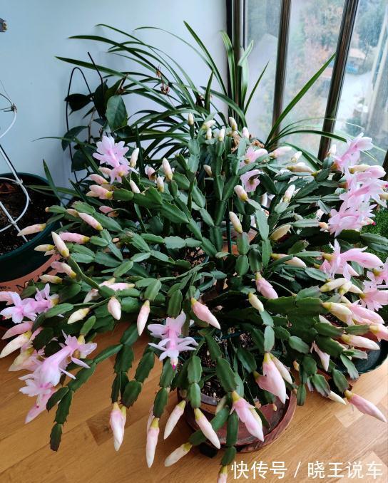 蟹爪兰满头大花苞，噼里啪啦全掉了？教你3招，满满的花芽挤爆了