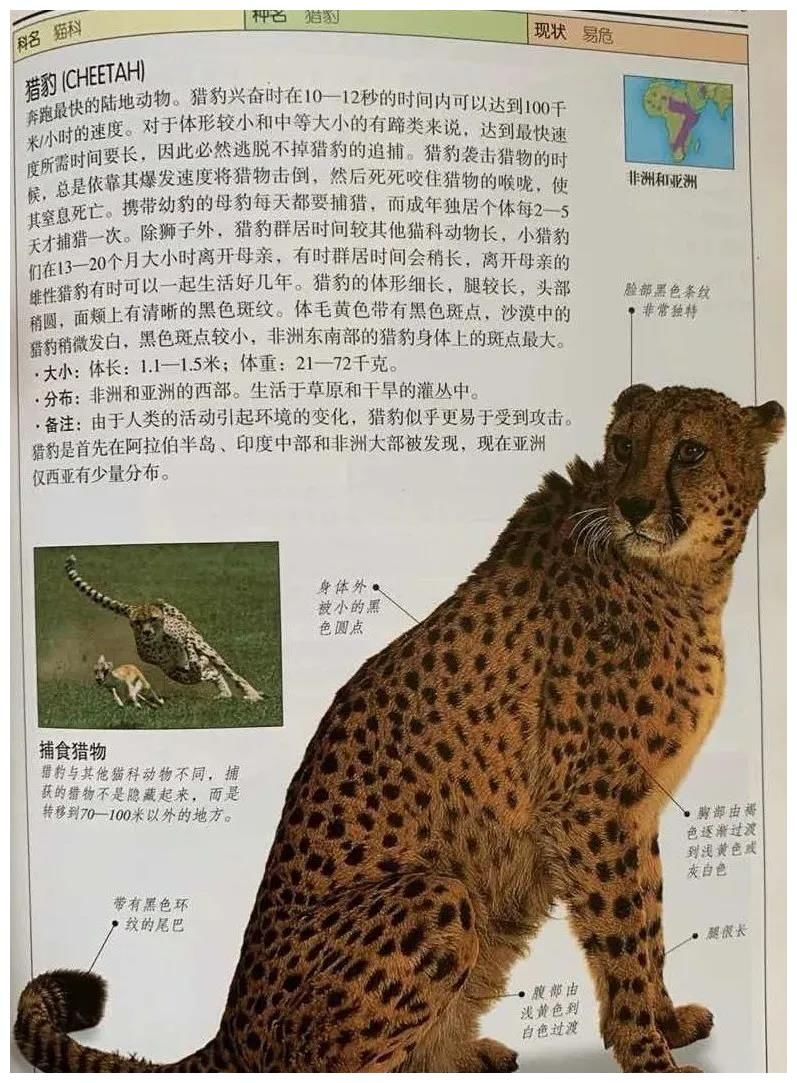 金钱豹|出逃的“金钱豹”英文怎么说？Leopard、Puma傻傻分不清楚？