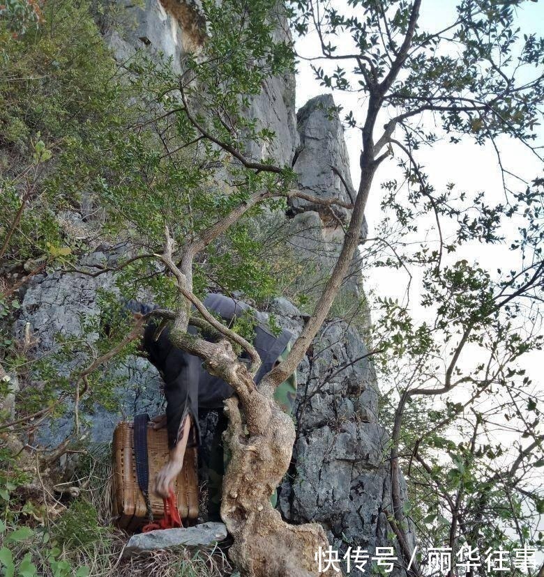 背篓|二大爷挖到一棵黄杨，背篓都装不下，扛起就下山了