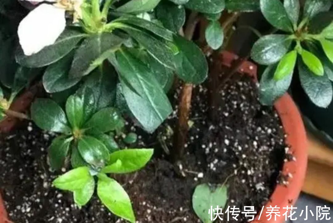 养花怎么能少了花肥?自制四种“肥料”,养啥花都旺盛