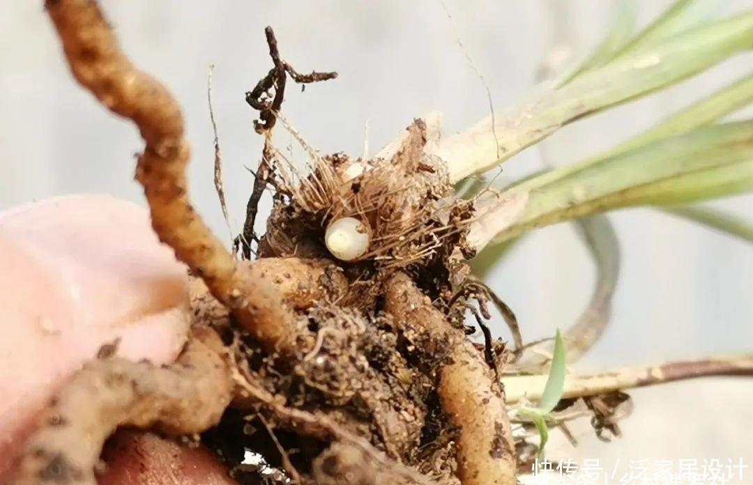 兰花快速生根有诀窍吗？兰友：照这4步操作，30天内就长新根