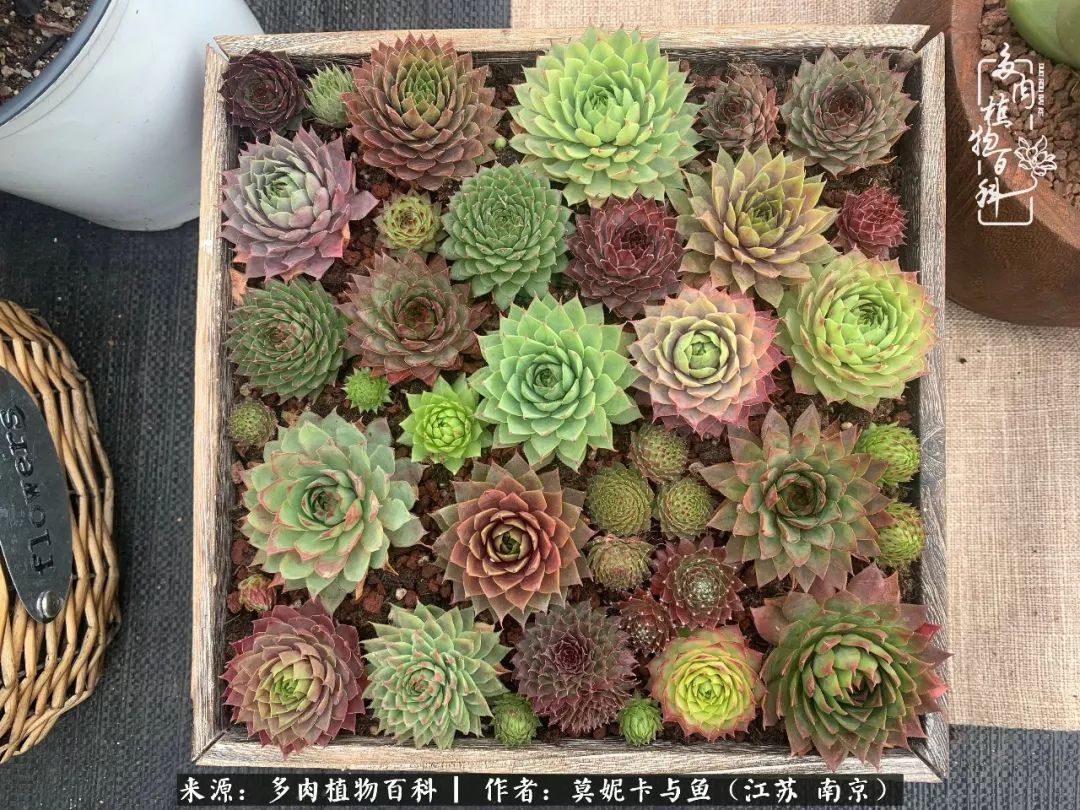 这多肉拼盘这么仙!如何制作达人手把手教你制作长生草拼盘!