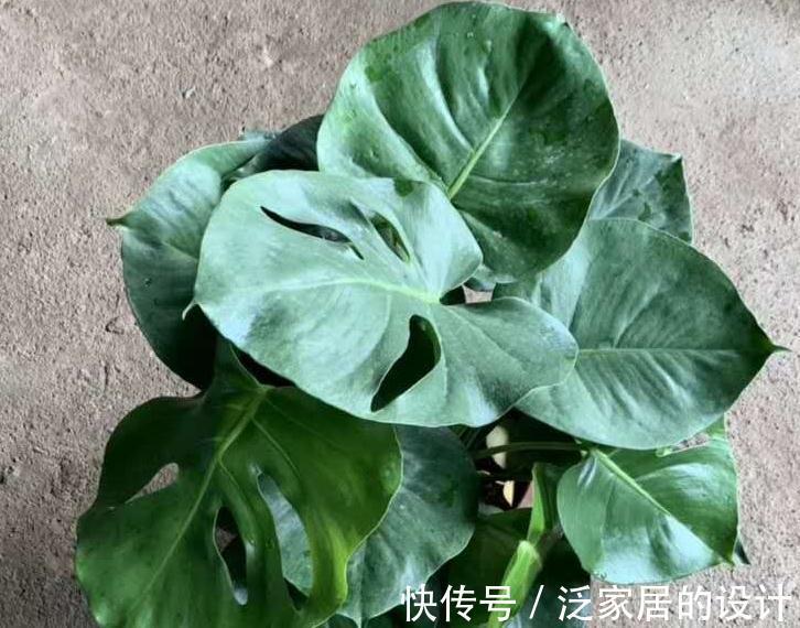 观叶花卉|这两款室内除甲醛，观叶花卉，长的太像，如何区分呢