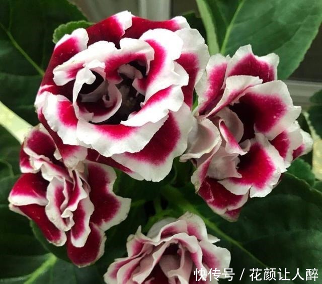 喜欢养护花卉,就选择5种花卉,花色艳、花期长,开花容易成花海