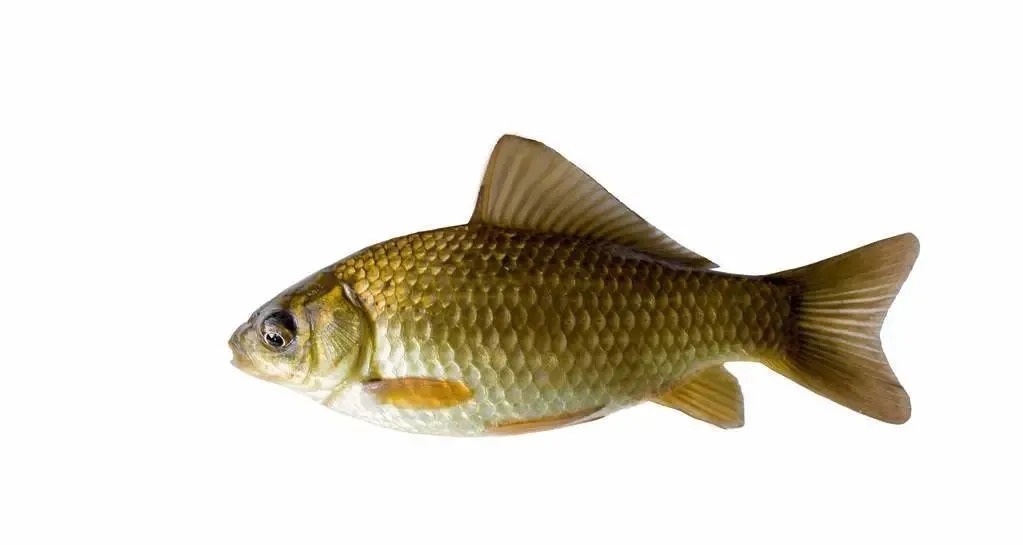 冬季钓鲫鱼什么饵料好?这3种饵料足够了,特别是第1种很好用