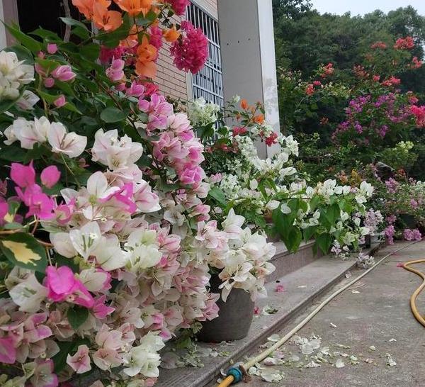 三角梅长势不佳、开花少该怎么办多注意4件事，养护零失误