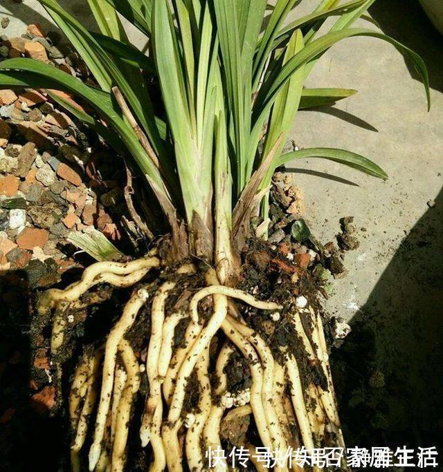 蹭蹭|这玩意1分钱不值，垫在花盆底，养啥花都旺，蹭蹭长爆盆