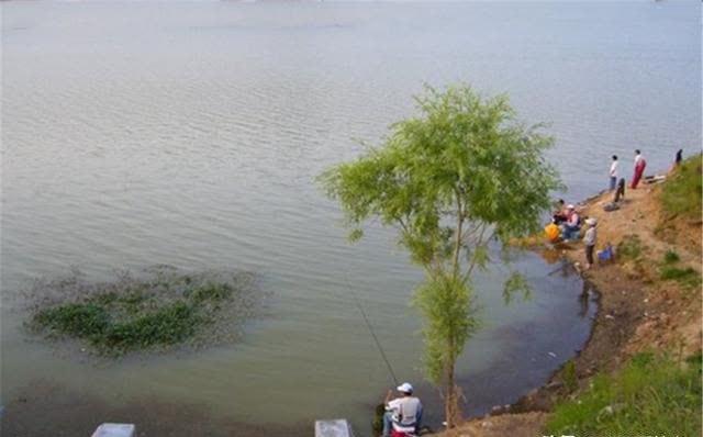 三月三鲤鱼上河滩,仲春时节鲤鱼好钓,用这几招,浅水也能钓大鱼