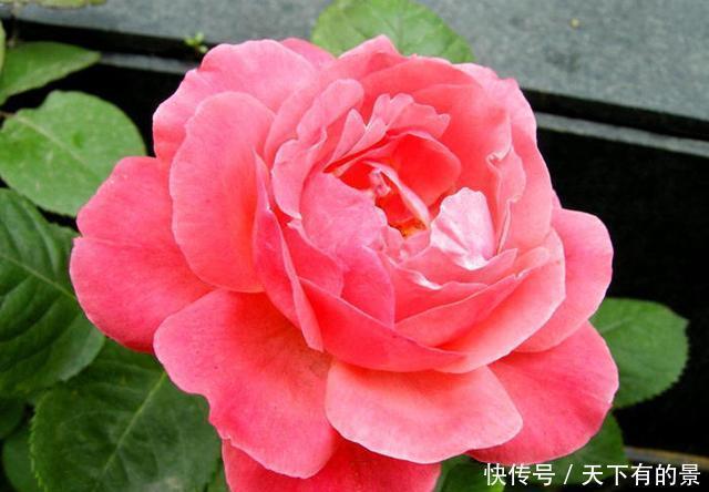 好好修剪|养这2种花要勤快点,多修剪长得更旺,剪了一茬开一茬花