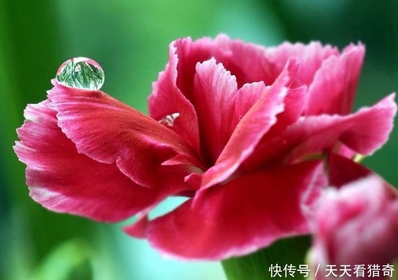 此花端庄大方,淡淡清香,是女人的好运礼物,寄托了思念之情