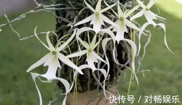 世界上最贵的花,一盆就是一座房子!看过的贵气满满