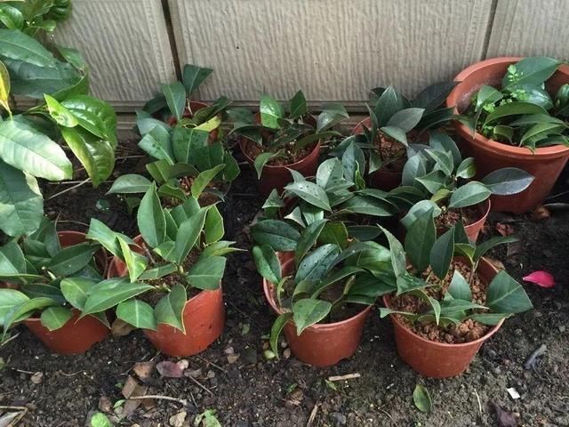 椰糠土|6月,最适合扦插的花,一插就活,大白根冒疯了