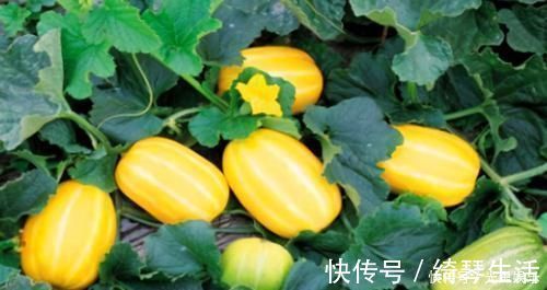 养肝|养肝就是保命,3种食物,农村不起眼,城里人没吃过,能养肝护肝