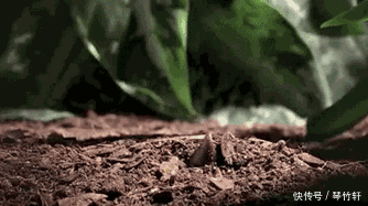 挑选春笋时,别只会挑大的,牢记几个技巧,春笋新鲜又脆嫩